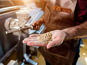 Brauer kontrolliert das Malz in einer Brauerei