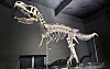 Von Teenager-Dino Rocky wurden etwa 100 Originalknochen registriert.