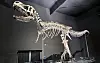 Von Teenager-Dino Rocky wurden etwa 100 Originalknochen registriert.